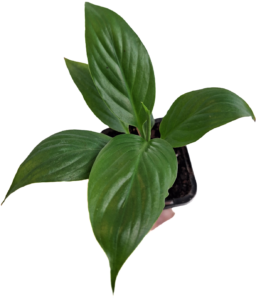 🍀7 @ $7 – Spathiphyllum floribundum 70mm