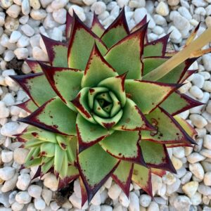 Echeveria Agavoides Ebony 100mm