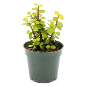 Portulacaria Afra Gold 130mm