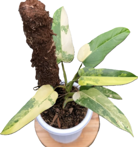 Philodendron Domesticum Variegata 125mm