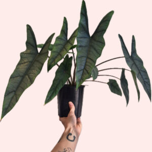 Alocasia Metallic Blue 125mm