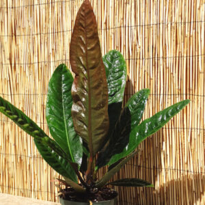 RARE – Anthurium Superbum 125mm