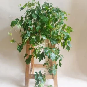 Cissus Rhombifolia "Ellen Danica" 200mm HB