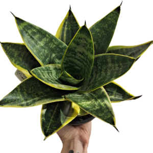 Sansevieria Lotus 130mm