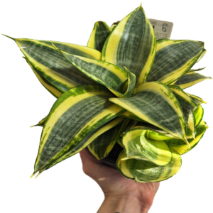 Sansevieria Hahnii Gold 130mm