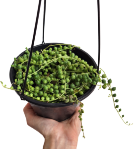 String of Pearls- Senecio rowleyanus 140mm