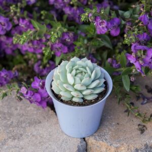 Echeveria Derenbergii ‘Painted Lady’ 100mm