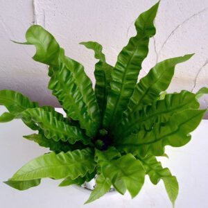 Asplenium Antiquum Fern – Bird’s Nest Fern
