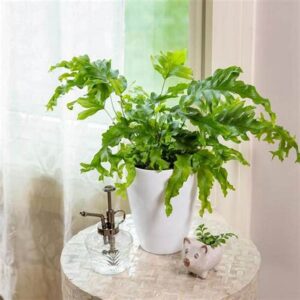 Phlebosia ‘Nicholas Diamond’ Fern 100mm