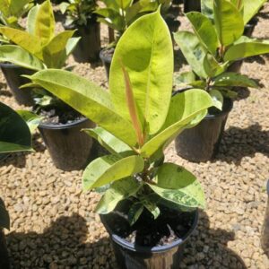 Ficus Shivierana – Rubber Plant 200mm