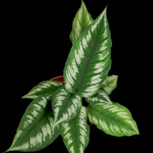 RARE – Homalomena Riau Sumatera 125mm
