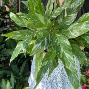 Spathiphyllum Jet Diamond 100mm