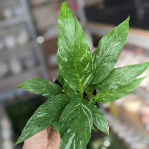 Spathiphyllum Jet Diamond 125mm