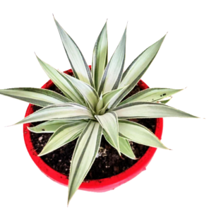 NEW! Agave Moonbeams 130mm