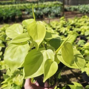 Gold Heartleaf - Philodendron cordatum 200mmHB