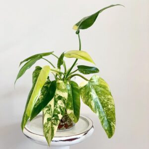 Philodendron Domesticum Variegata 125mm