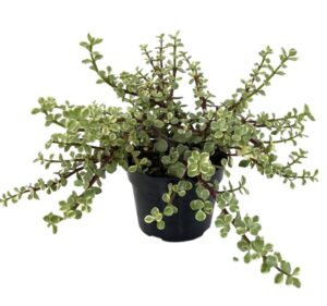 Portulacaria Afra Variegata 130mm