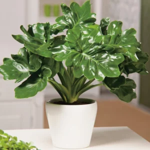 NEW~Philodendron Super Atom 125mm
