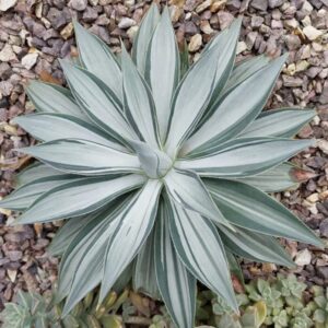 NEW! Agave Moonbeams 130mm