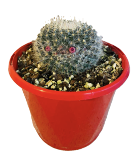 Old Lady Cactus - Mammillaria hahniana 80mm