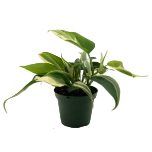 Philodendron Hederaceum 'Rio' 125mm