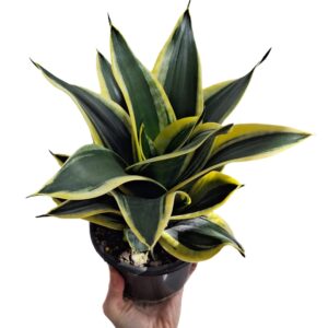 Sansevieria Golden Hahnii