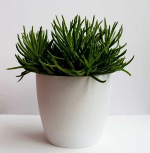 Senecio Barbertonicus Green Sticks 100mm