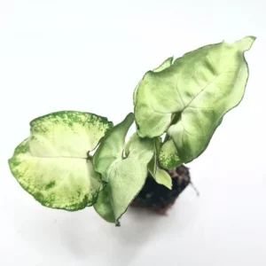 Syngonium Holly 90mm