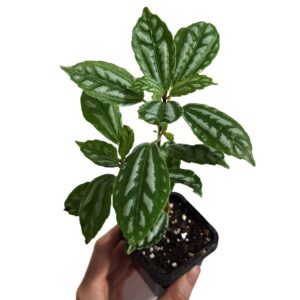 Pilea Caldierei - Aluminium Plant 70mm