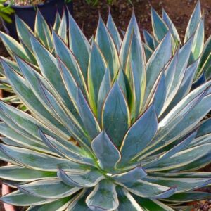 Agave 'Snow Glow' 190mm