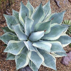 Agave Dorado 190mm