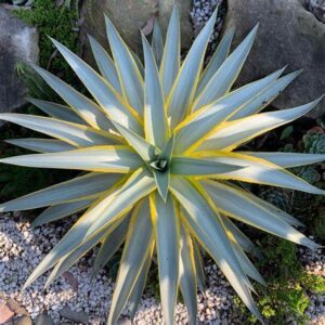 Agave 'Galactic Traveller' 190mm