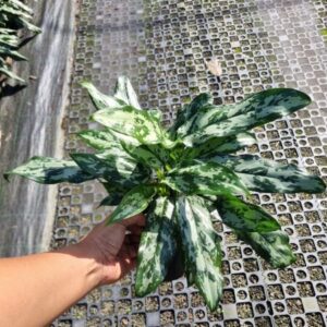 Aglaonema Emerald Beauty 140mm