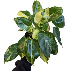 Philodendron Burle Marx Variegata 125mm