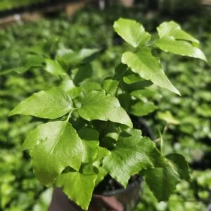 MEGA DEAL – Shiny Japanese Holly Fern – Cyrtomium falcatum Rochfordianum ...