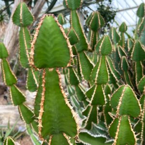 Euphorbia Cooperi 190mm