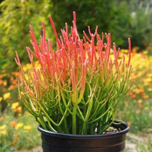 Euphorbia Tirucalli ‘Firesticks’ 190mm