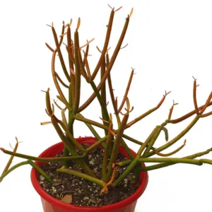 Euphorbia Tirucalli ‘Firesticks’ 190mm