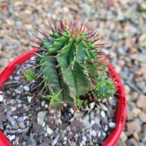 Euphorbia Horida 190mm
