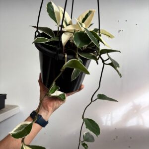 Hoya Carnosa Purple Pride 180mm HB