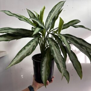 NEW – Aglaonema Black Lance 180mm