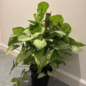 Syngonium white butterfly 250mm totem