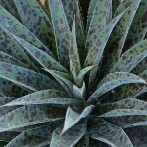 Mangave Pineapple Express 190mm