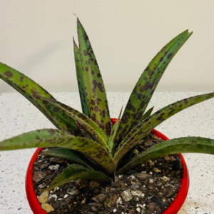 Mangave Pineapple Express 190mm