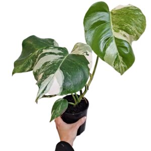 RARE ALERT - Monstera Albo Variegata 125mm