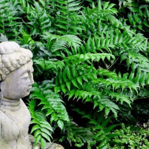 MEGA DEAL – Shiny Japanese Holly Fern – Cyrtomium falcatum Rochfordianum ...