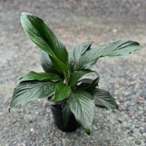 Peace Lily - Spathiphyllum Romano 200mm