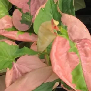NEW – Syngonium Pink Lava 125mm