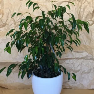 Ficus Midnight Beauty 250mm