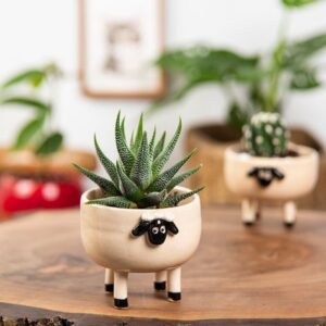 “Succ It Up!” – Chill Plants for Lazy Summer Days
